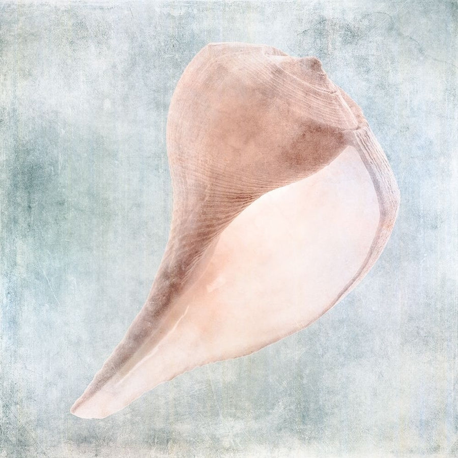 Blue Cream Sea Shell by Christine Zalewski-VARPDXZX125A Image 1