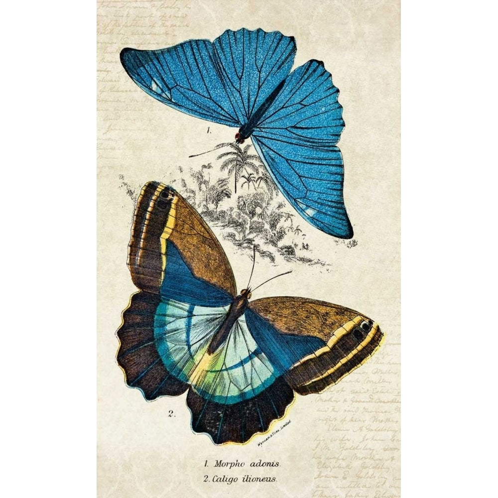 Kirby Butterflies II Poster Print by Christine Zalewski-VARPDXZX089A Image 1