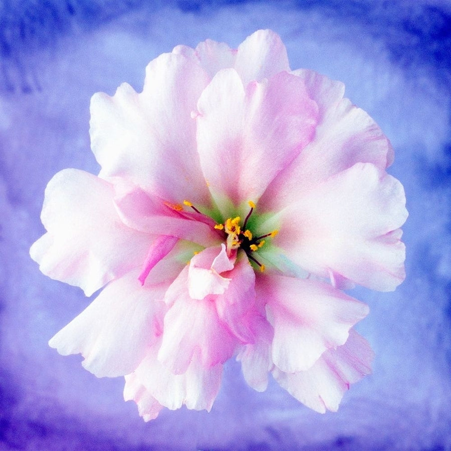 Daisy Soft Pink on Blue Poster Print by Christine Zalewski-VARPDXZX045A Image 1