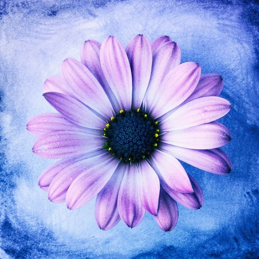 Daisy Soft Purple on Blue Poster Print by Christine Zalewski-VARPDXZX046A Image 1