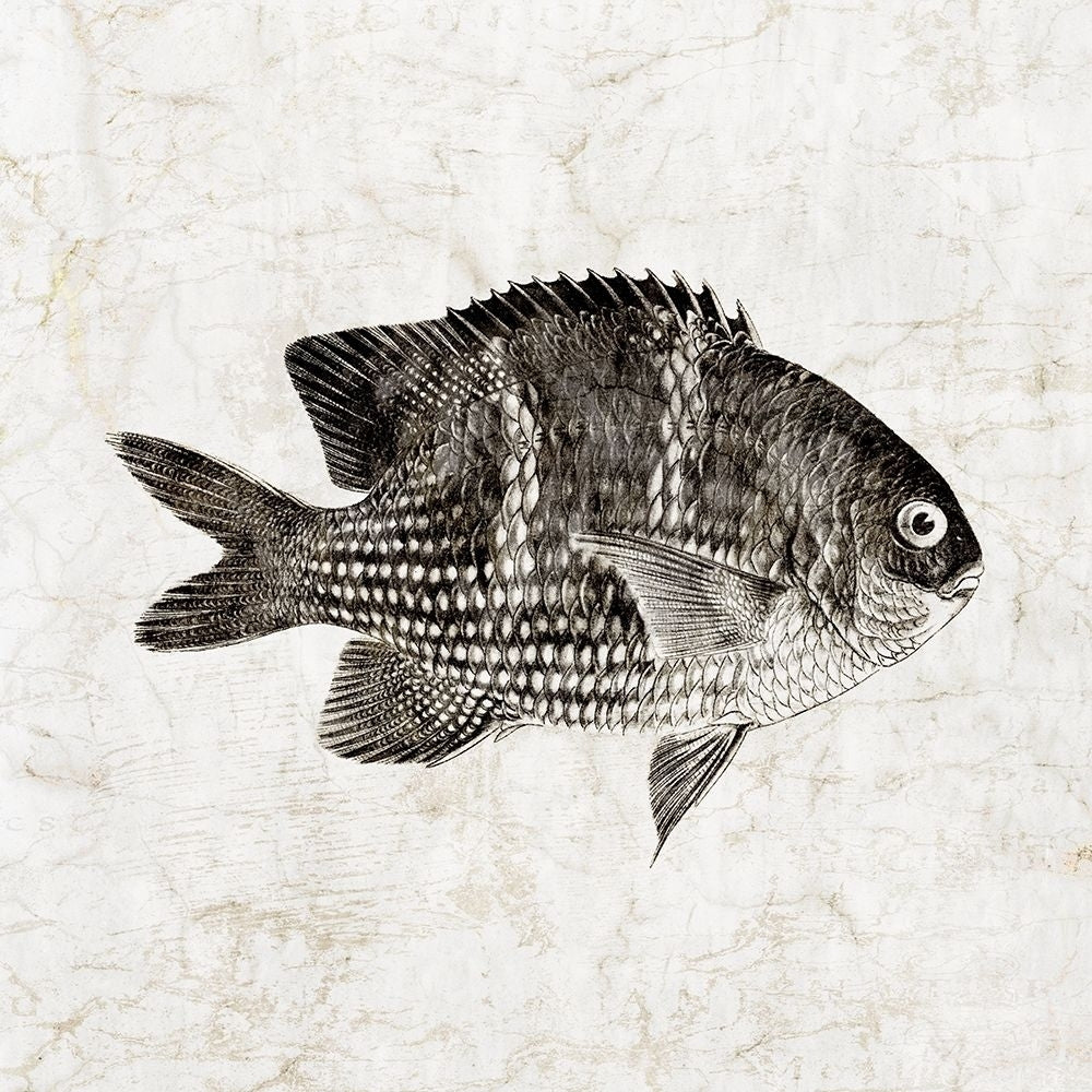 Vintage Fish I Poster Print by Christine Zalewski-VARPDXZX100A Image 1