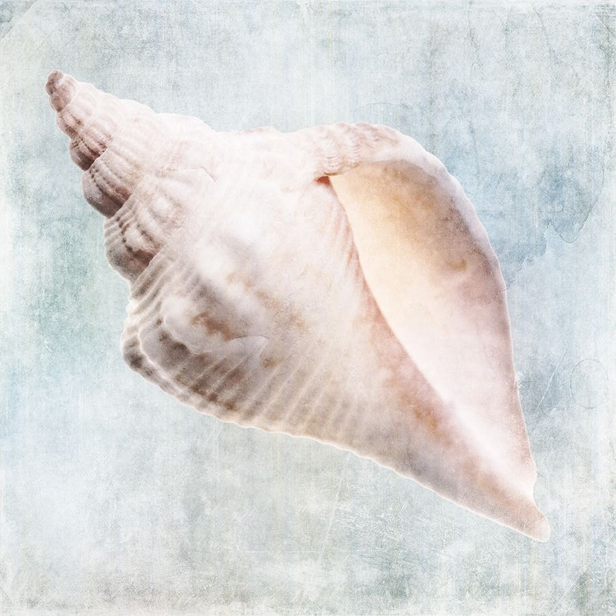 Blue Cream Murex Shell by Christine Zalewski-VARPDXZX127A Image 1