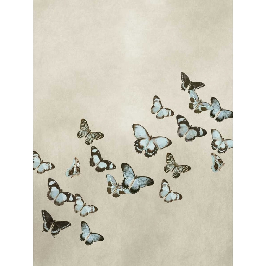 Spring Flight I Poster Print by Deborah Devellier-VARPDXDDV111518DG Image 1