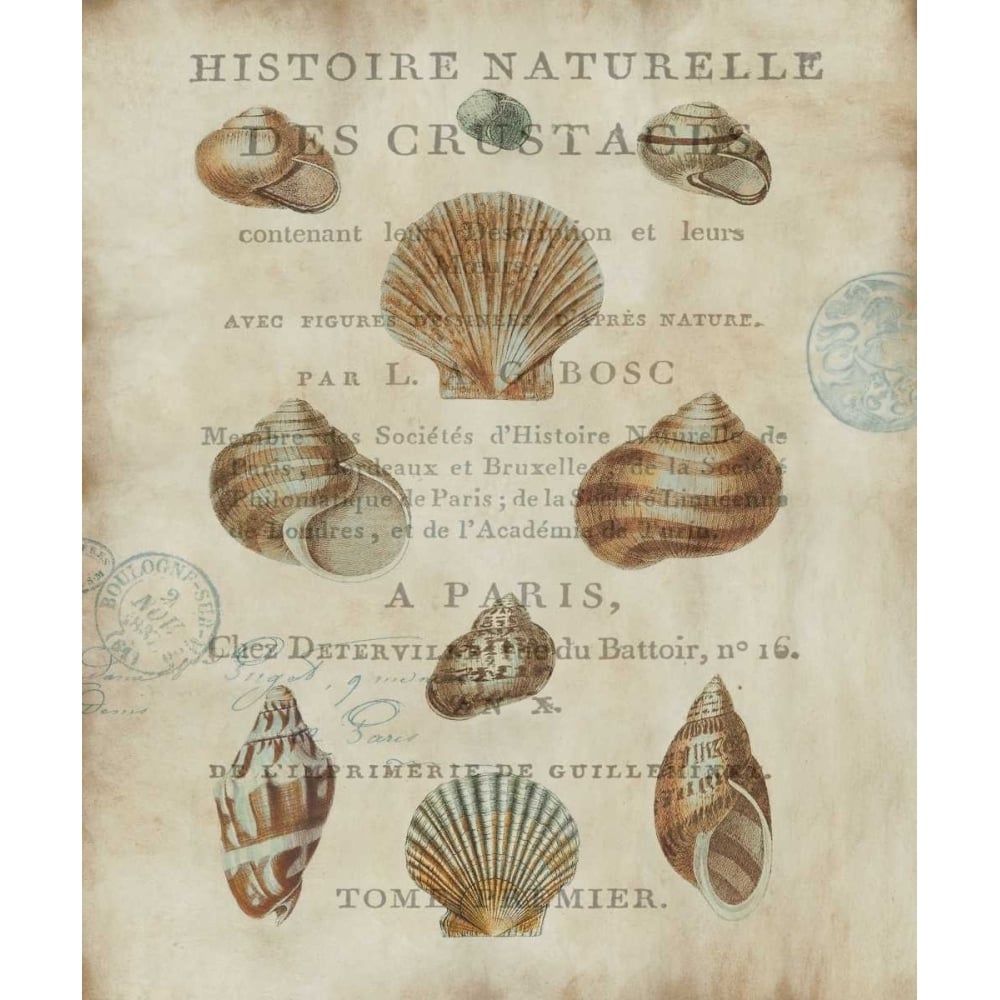 Shell Collection II by Deborah Devellier-VARPDXDDV7067 Image 1