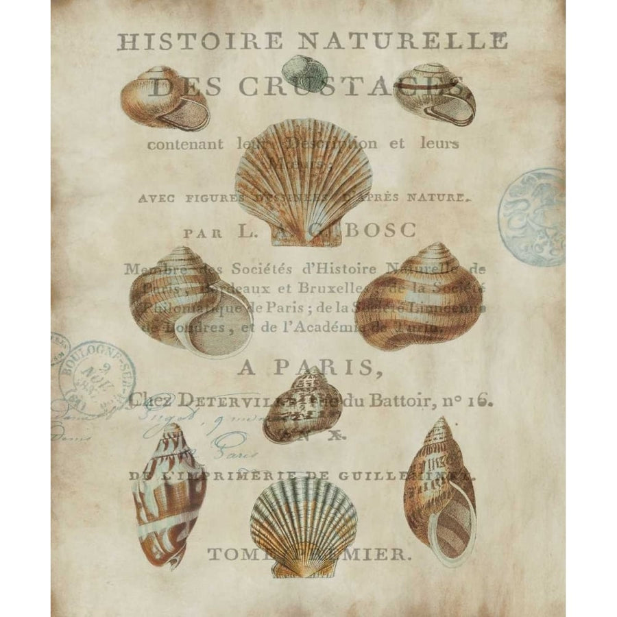 Shell Collection II by Deborah Devellier-VARPDXDDV7067 Image 1