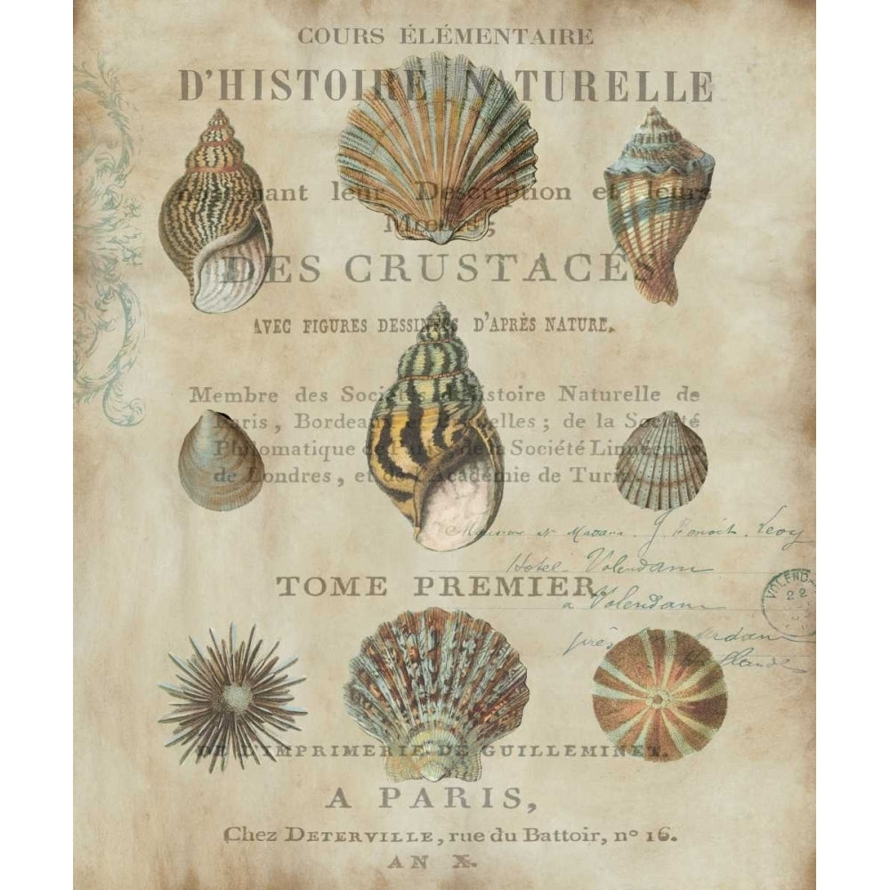 Shell Collection I by Deborah Devellier-VARPDXDDV7066 Image 1