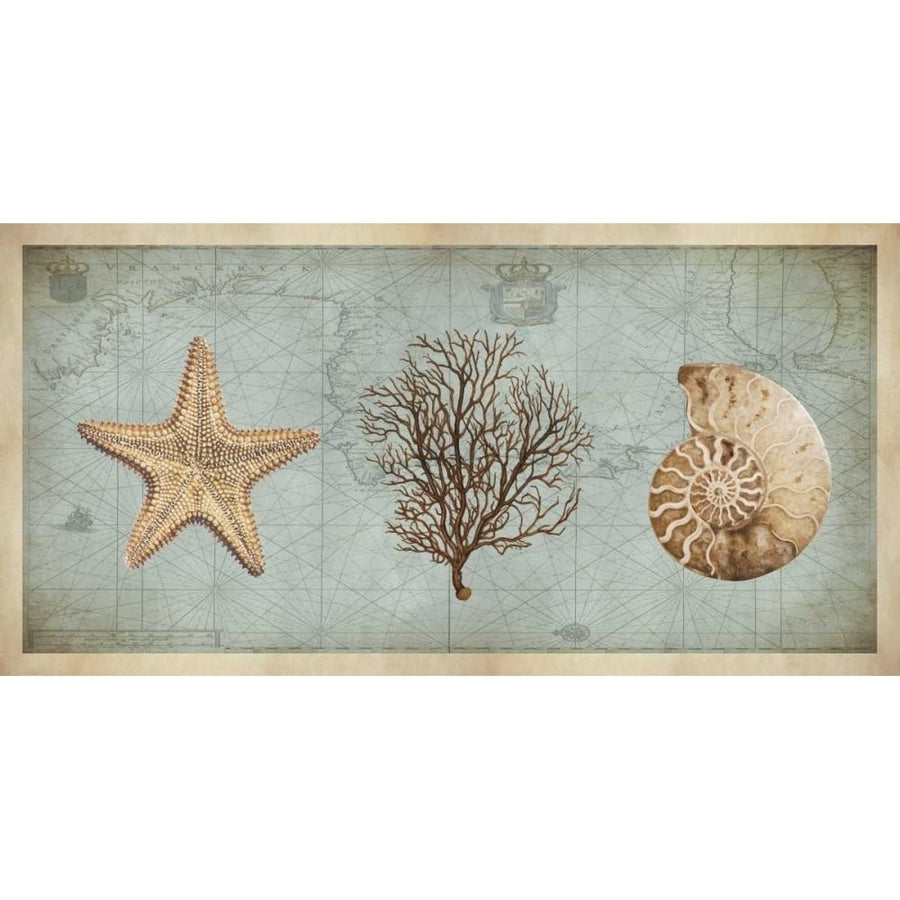 Sea Treasures II Poster Print by Deborah Devellier-VARPDXDDV7415 Image 1