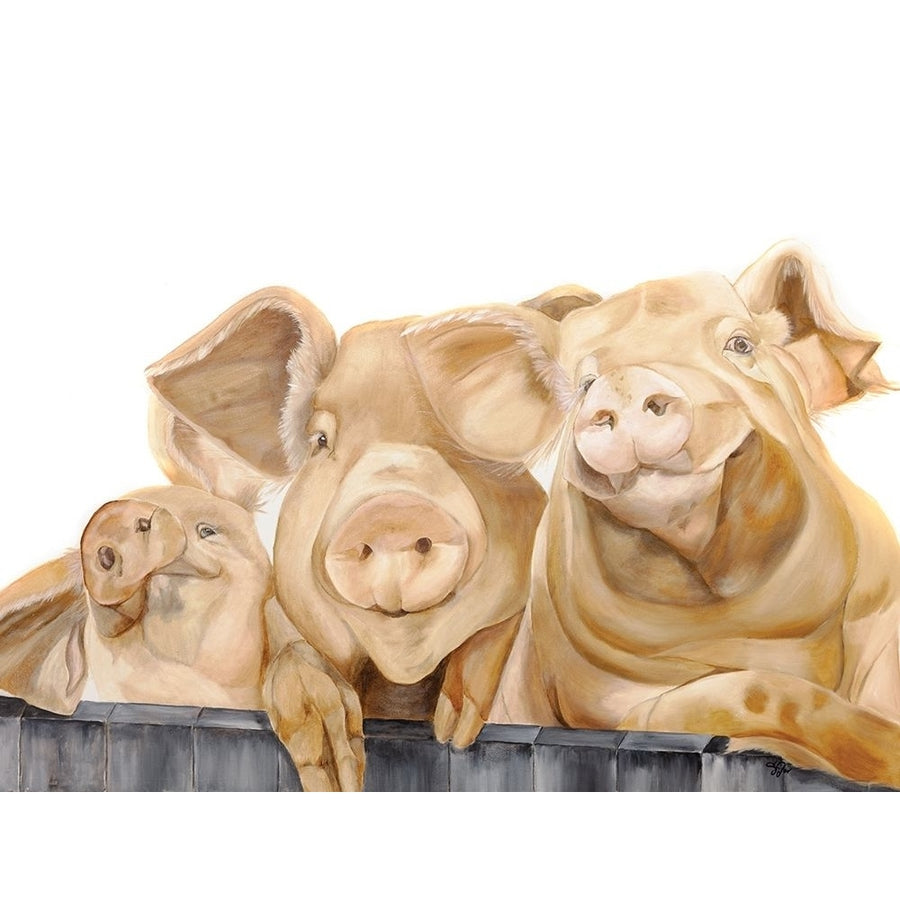 Three Pigs Poster Print by Diane Fifer-VARPDXDF153 Image 1