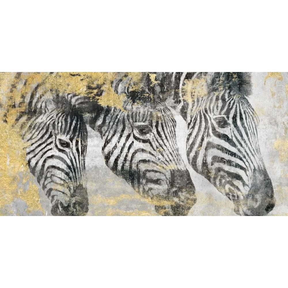 Zebra Poster Print by Dina Peregojina-VARPDXDH008A Image 1