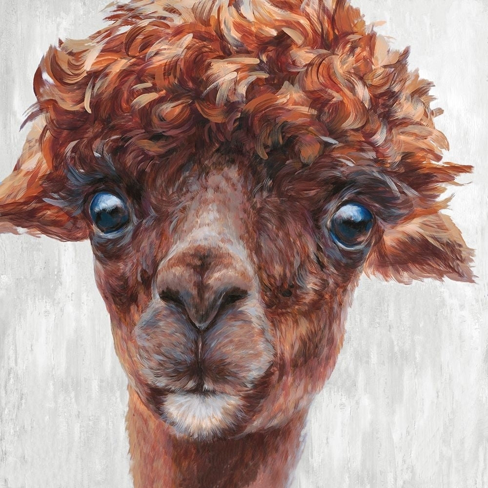 Alpaca I Poster Print by Dina Perejogina-VARPDXDH026A Image 1