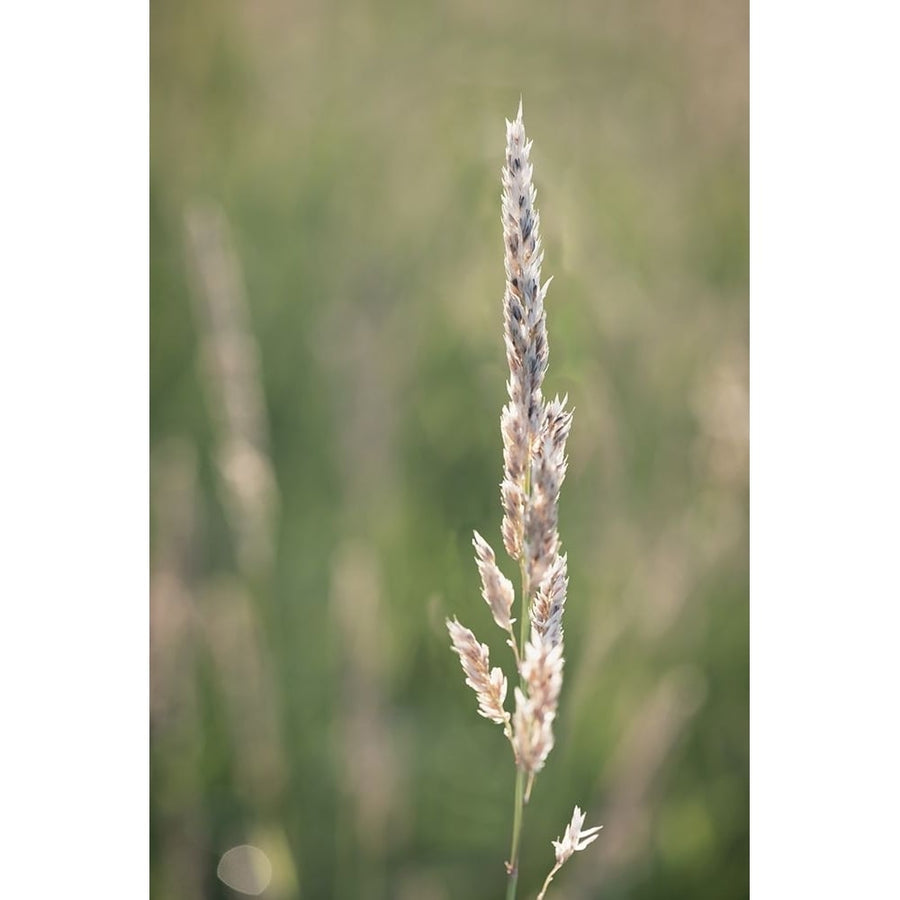 Basking in Summar Sun Poster Print - Dmitry Kirshner-VARPDXDK064A Image 1