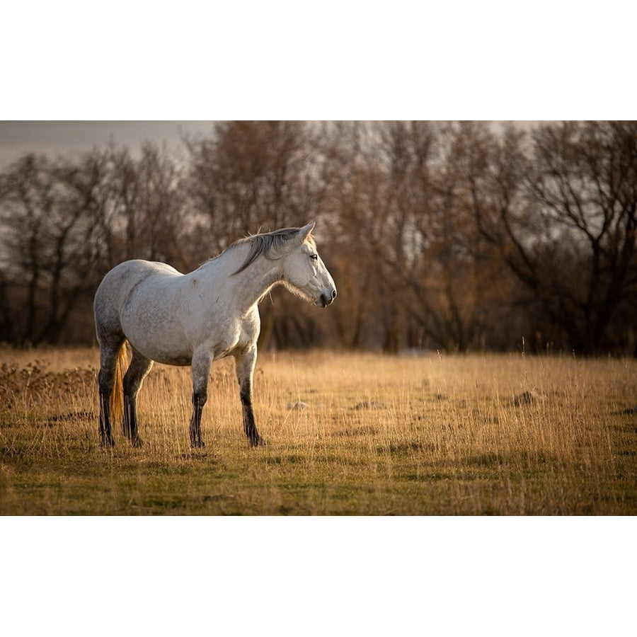 Evening Light Poster Print - Dmitry Kirshner-VARPDXDK077A Image 1