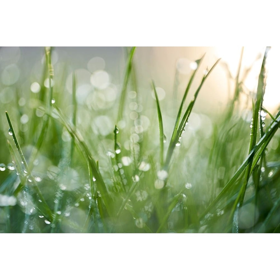 After The Rain Poster Print - Nick Daultich-VARPDXDL016A Image 1