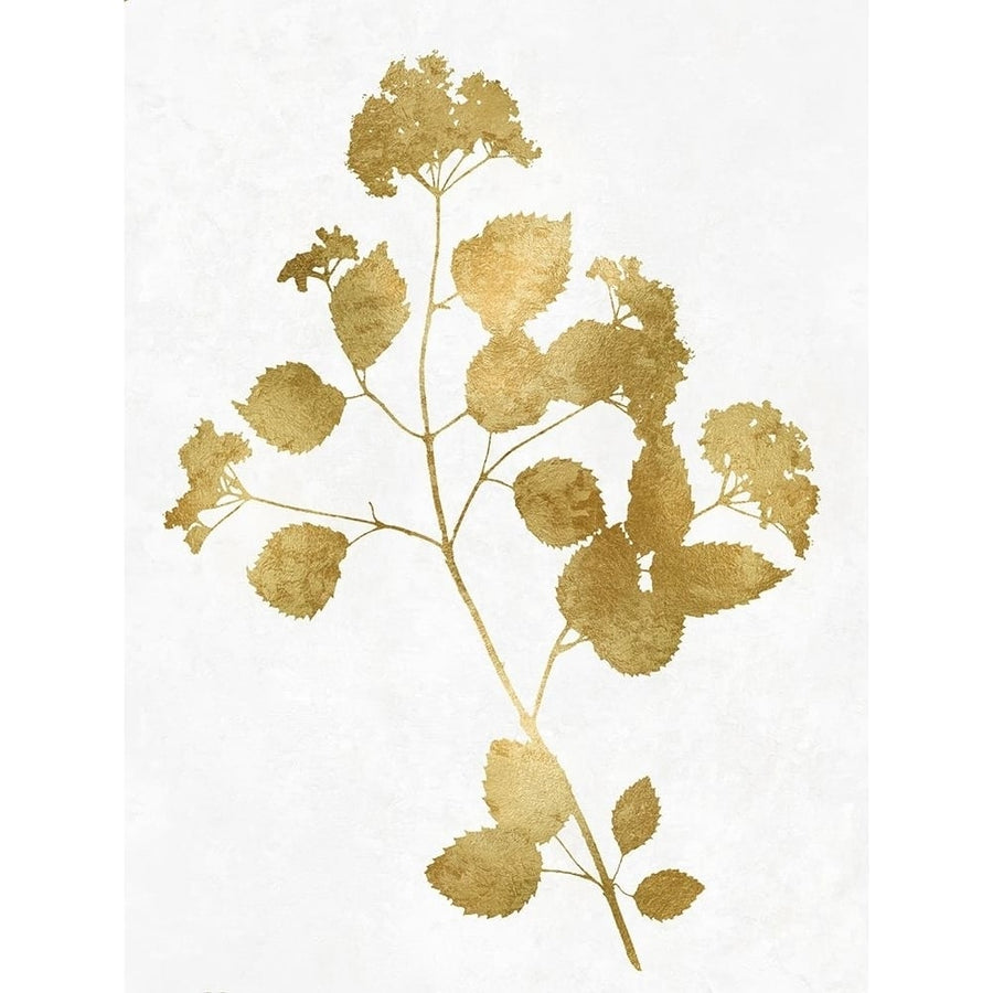 Nature Gold on White VI by Danielle Carson-VARPDXDLC117873 Image 1