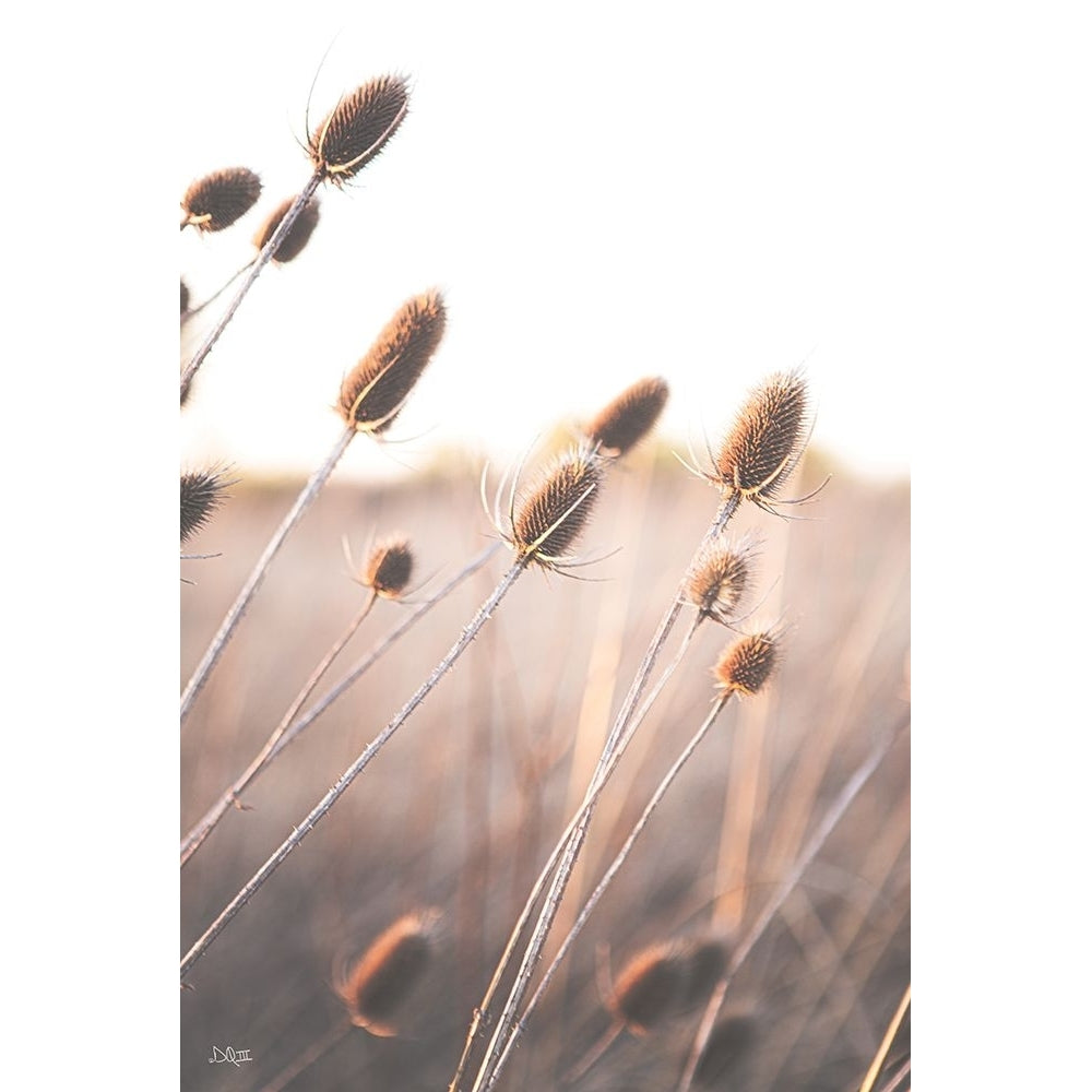 Field of Dreams II Poster Print - Donnie Quillen-VARPDXDQ233 Image 1