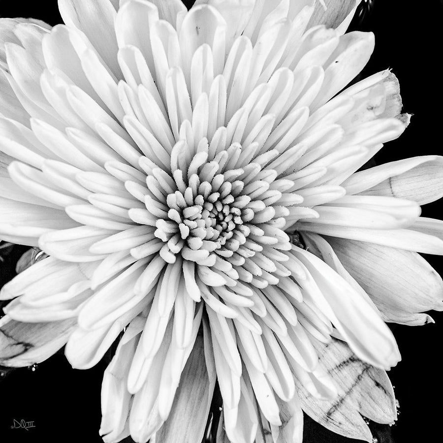 Black and White Love II Poster Print - Donnie Quillen-VARPDXDQ247 Image 1