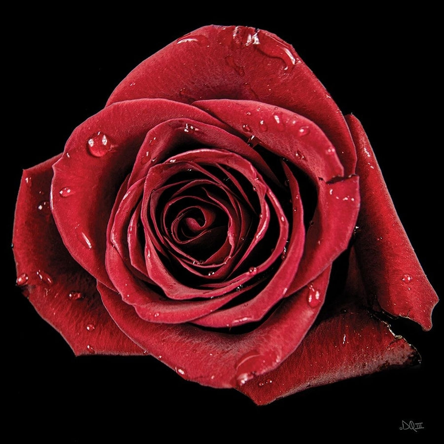 Broken Heart Rose Poster Print - Donnie Quillen-VARPDXDQ250 Image 1