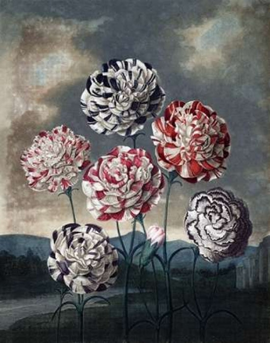 Group of Carnations Poster Print by Dr R Thornton-VARPDXDRT03 Image 1