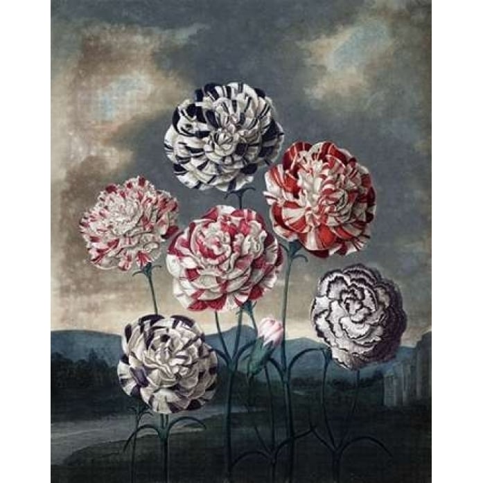 Group of Carnations Poster Print by Dr R Thornton-VARPDXDRT03 Image 2