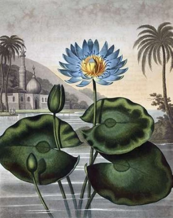 Blue Egyptian Water Lily Poster Print by Dr R Thornton-VARPDXDRT04 Image 1