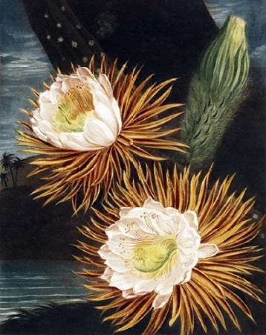 Cereus Poster Print by Dr R Thornton-VARPDXDRT06 Image 1