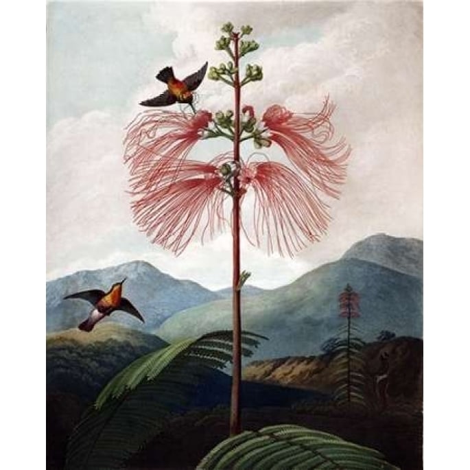 Large Flowering Sensitive Plant Poster Print by Dr R Thornton-VARPDXDRT01 Image 2