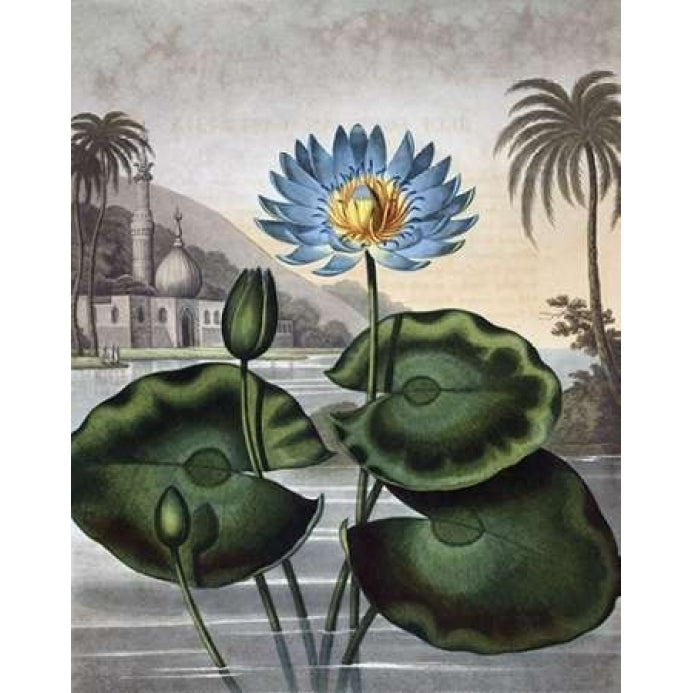 Blue Egyptian Water Lily Poster Print by Dr R Thornton-VARPDXDRT04 Image 2