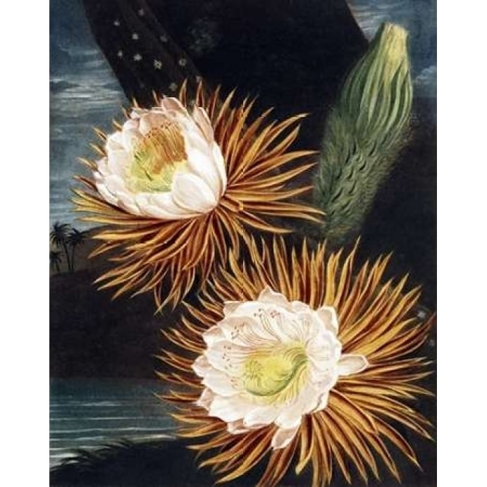 Cereus Poster Print by Dr R Thornton-VARPDXDRT06 Image 2