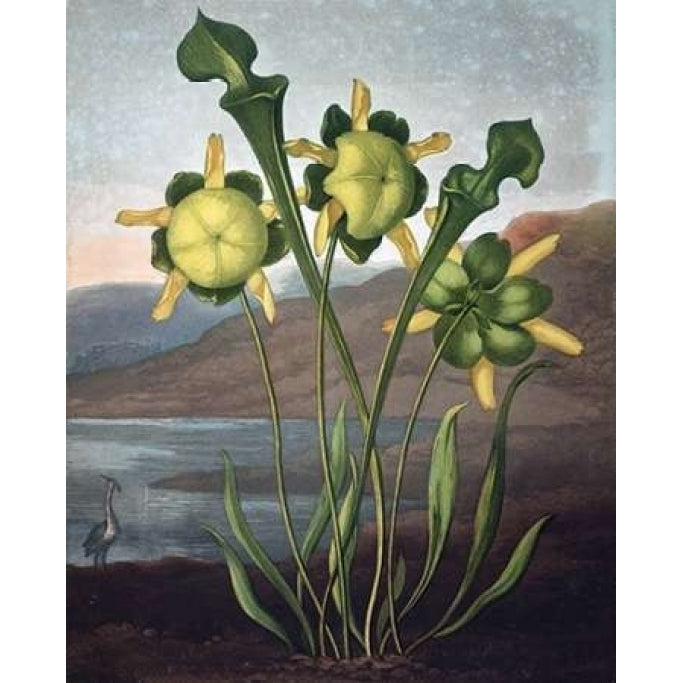 Pitcher Plant Poster Print by Dr R Thornton-VARPDXDRT09 Image 2