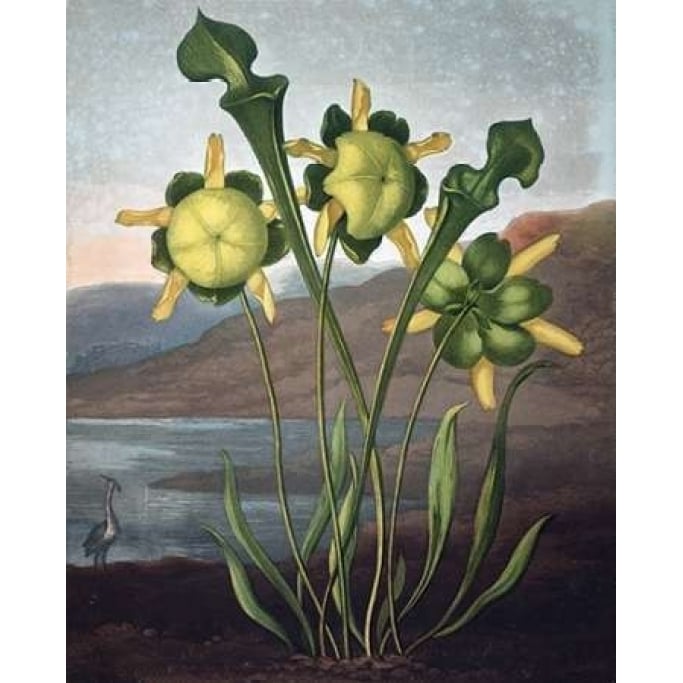 Pitcher Plant Poster Print by Dr R Thornton-VARPDXDRT09 Image 1