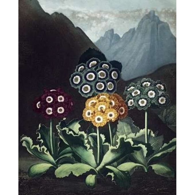 Auriculas Poster Print by Dr R Thornton-VARPDXDRT15 Image 1