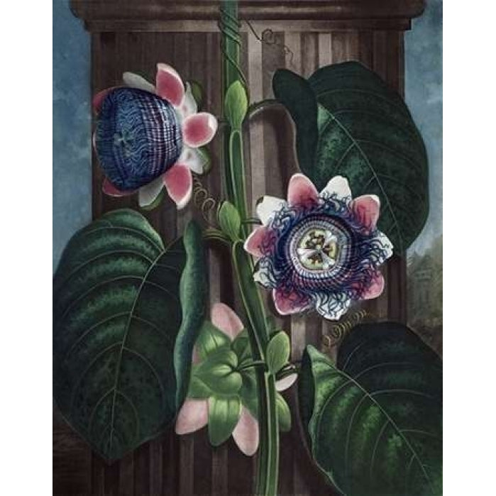 Quadrangular Passion Flower Poster Print by Dr R Thornton-VARPDXDRT22 Image 1