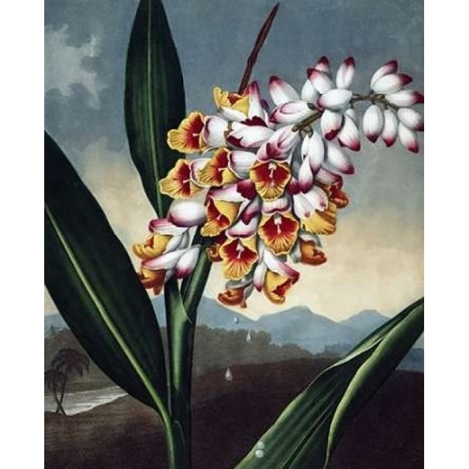 Orchid Poster Print by Dr R Thornton-VARPDXDRT19 Image 2