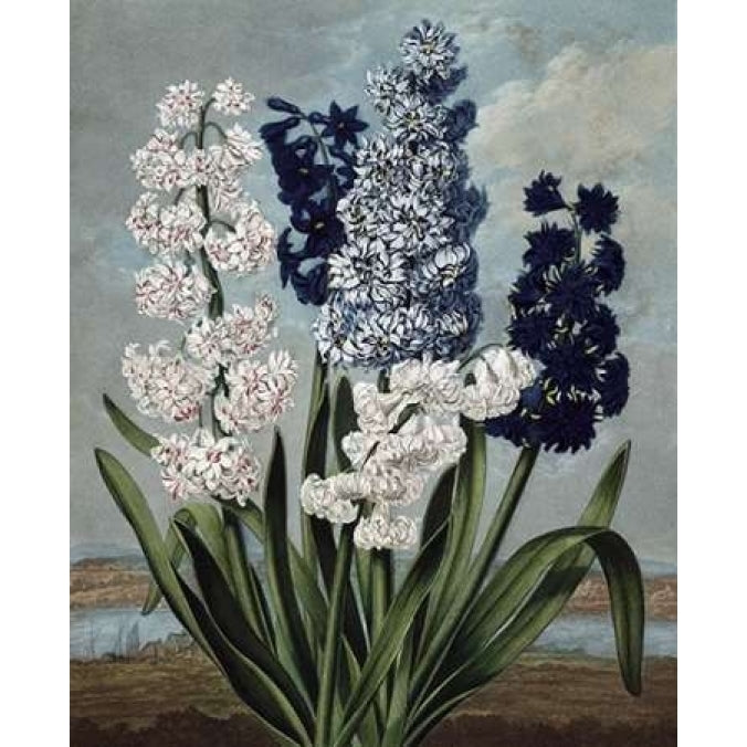 Hyacinth Poster Print by Dr R Thornton-VARPDXDRT13 Image 2