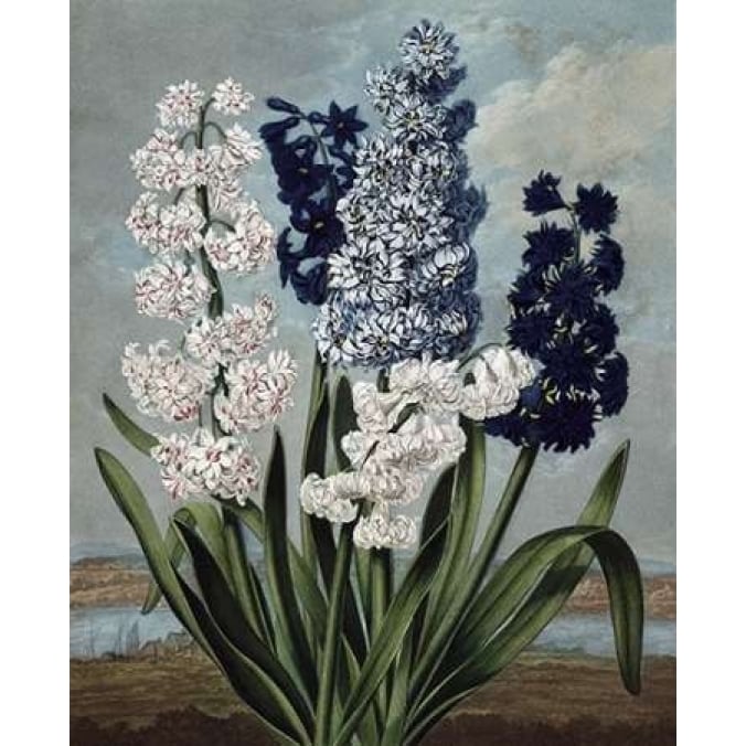 Hyacinth Poster Print by Dr R Thornton-VARPDXDRT13 Image 1