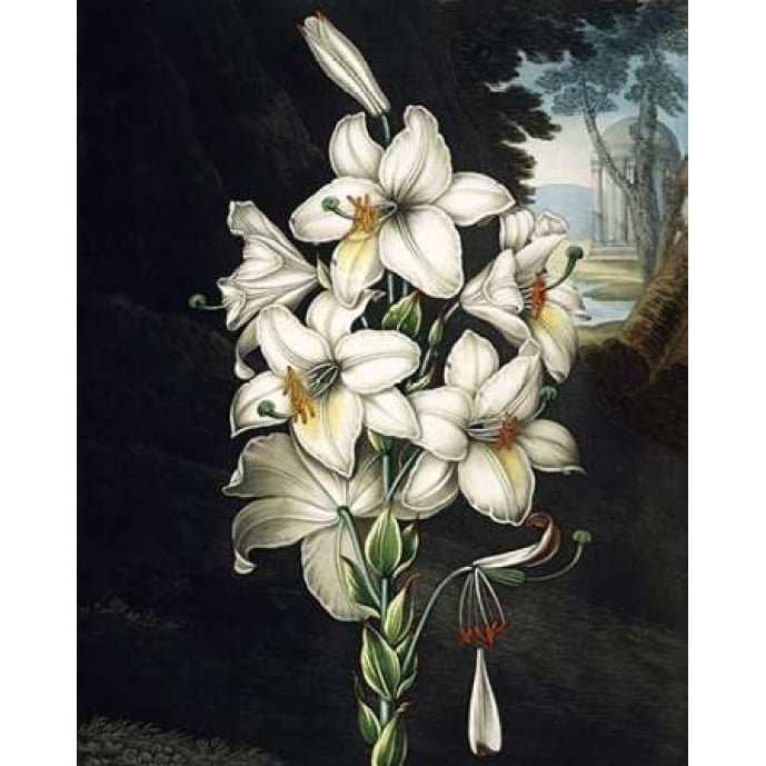 White Lily Poster Print by Dr R Thornton-VARPDXDRT23 Image 1