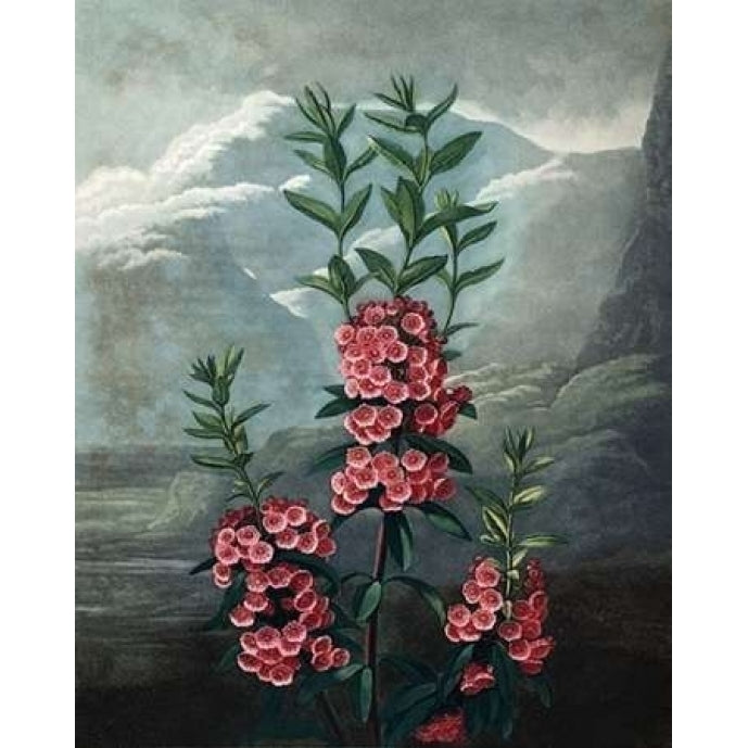 Narrow Leaved Kalmia Poster Print by Dr R Thornton-VARPDXDRT29 Image 1