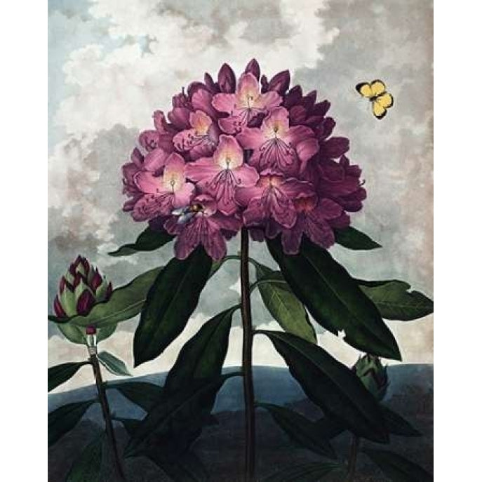 Rhododendron Poster Print by Dr R Thornton-VARPDXDRT27 Image 1