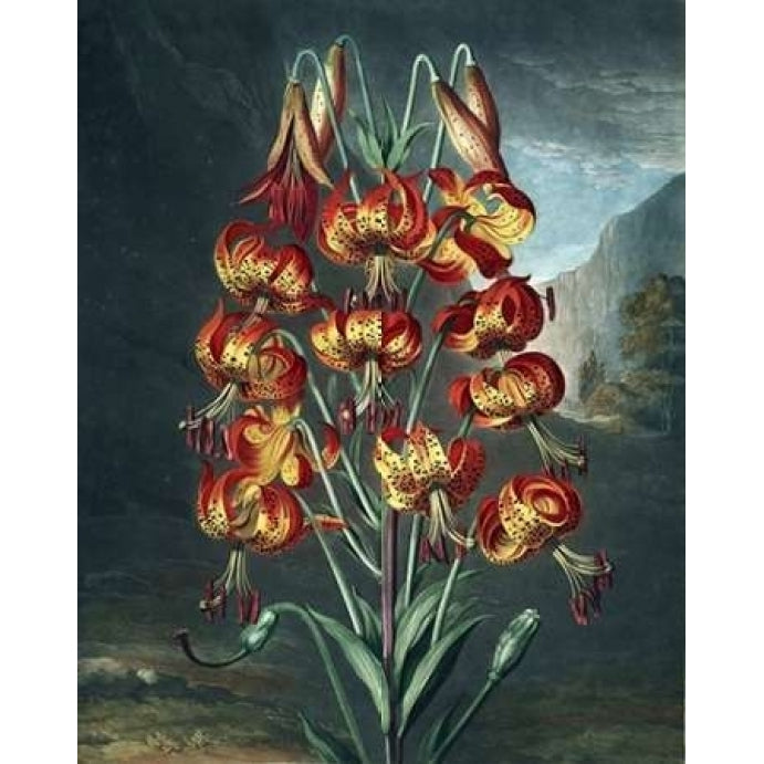 Superb Lily Poster Print by Dr R Thornton-VARPDXDRT24 Image 1