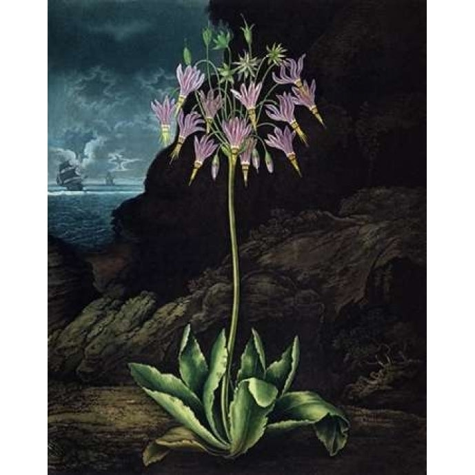 American Cowslip Poster Print by Dr R Thornton-VARPDXDRT28 Image 2