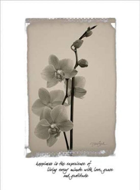 Orchid Poster Print by Diane Stimson-VARPDXDSRC211D1 Image 1