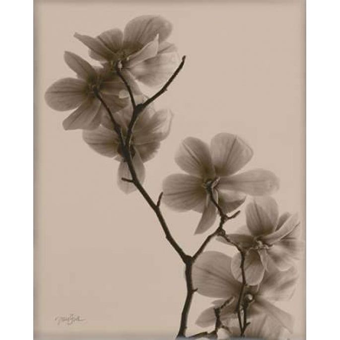 Magnolias 1 Poster Print by Diane Stimson-VARPDXDSRC211E2 Image 1