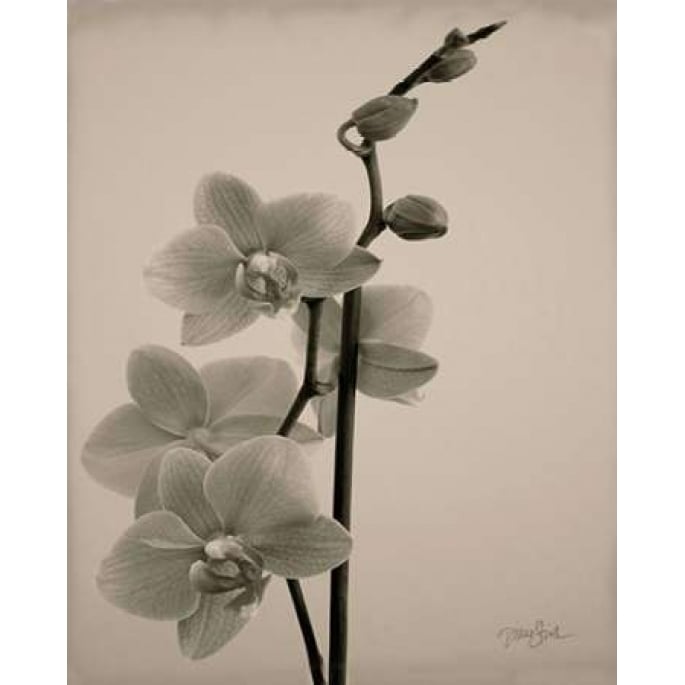 Orchid 1 Poster Print by Diane Stimson-VARPDXDSRC211D2 Image 2