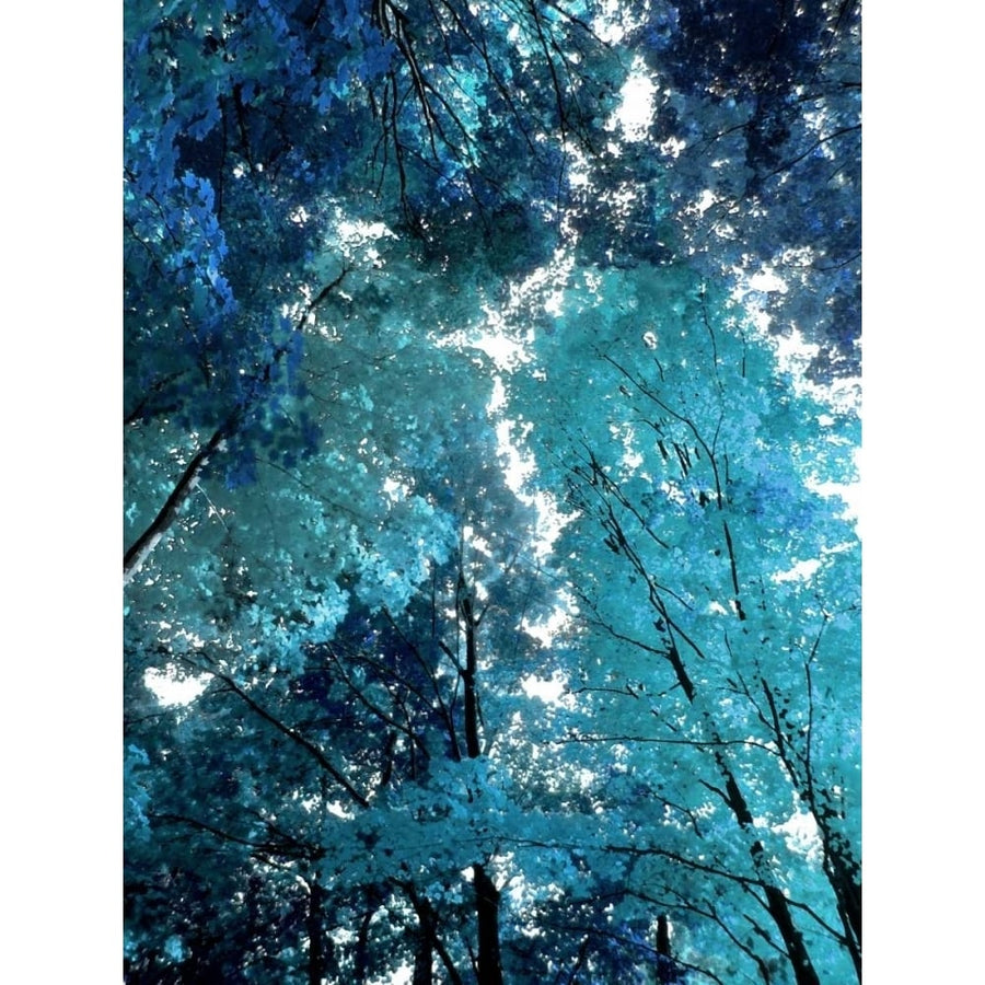 Blue Forest I Poster Print by Derek Scott-VARPDXDST111765DG Image 1