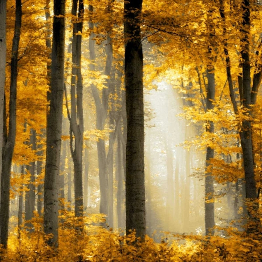 Sunlit Forest II Poster Print by Derek Scott-VARPDXDST113313 Image 1