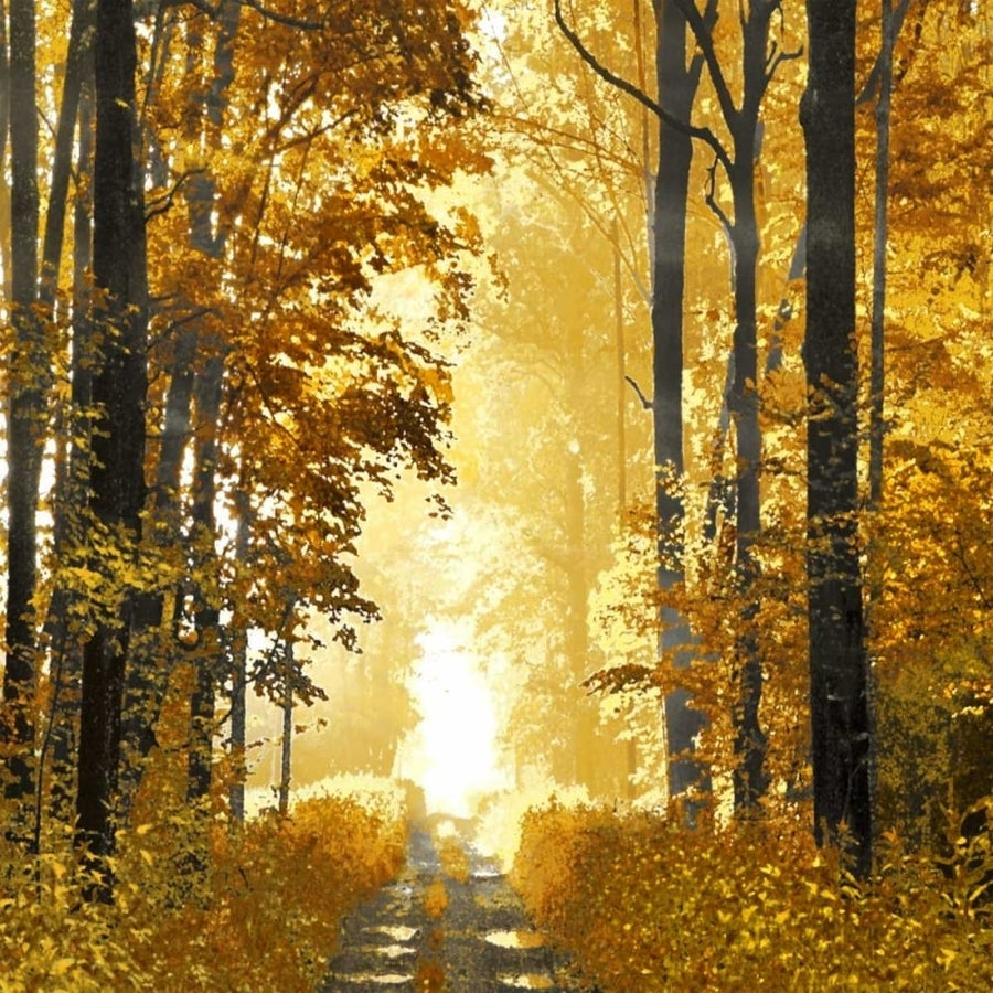 Sunlit Forest I Poster Print by Derek Scott-VARPDXDST113311 Image 1