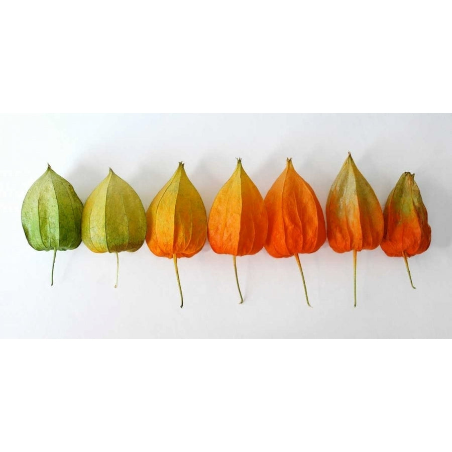 Chinese Lanterns III Poster Print by Daniela Savogne-VARPDXDT015A Image 1