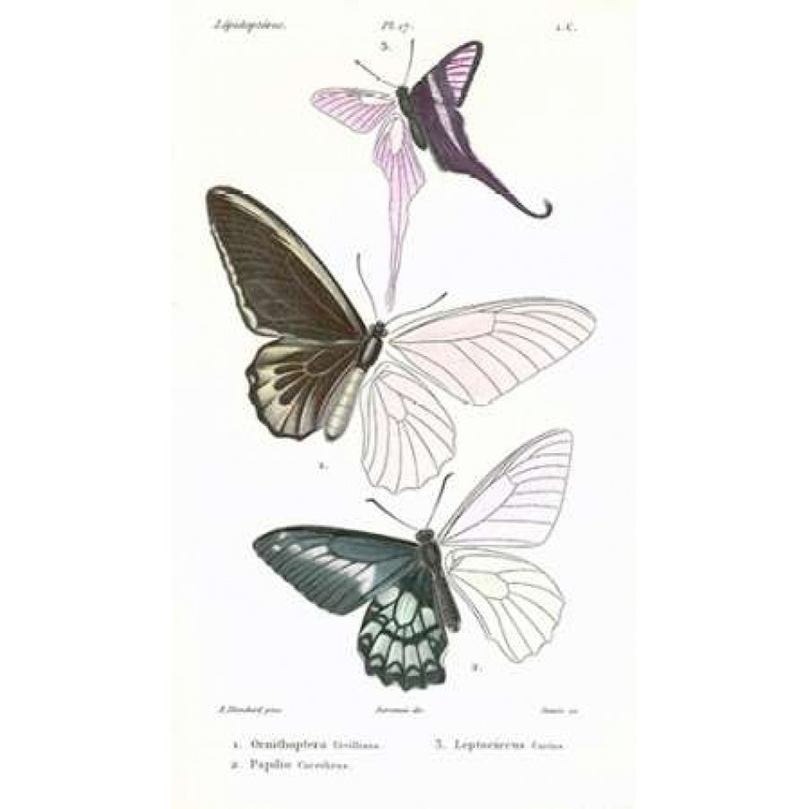 Butterflies Plate 17 Poster Print by Emile Blanchard-VARPDXEB17 Image 1