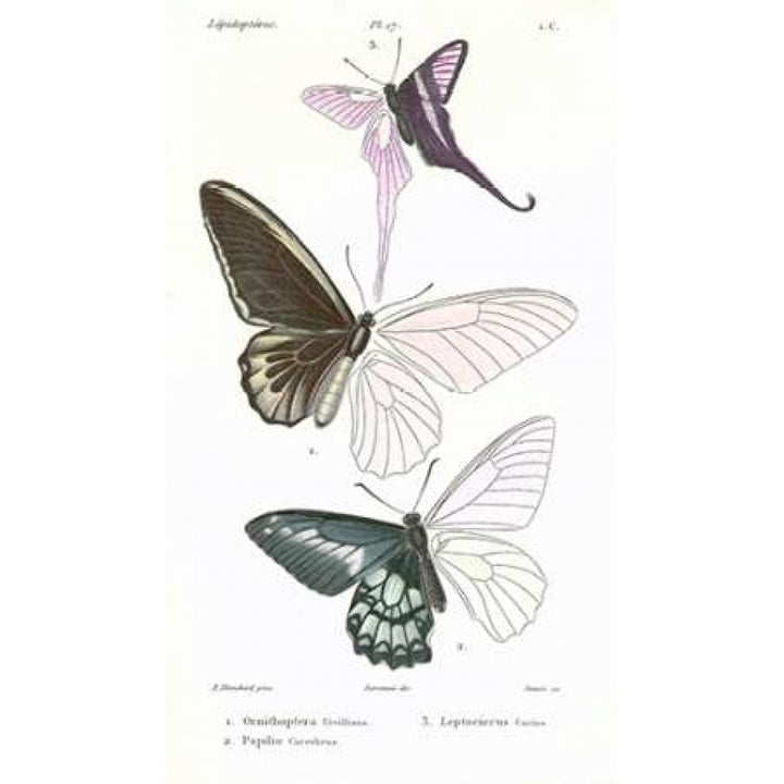 Butterflies Plate 17 Poster Print by Emile Blanchard-VARPDXEB17 Image 2