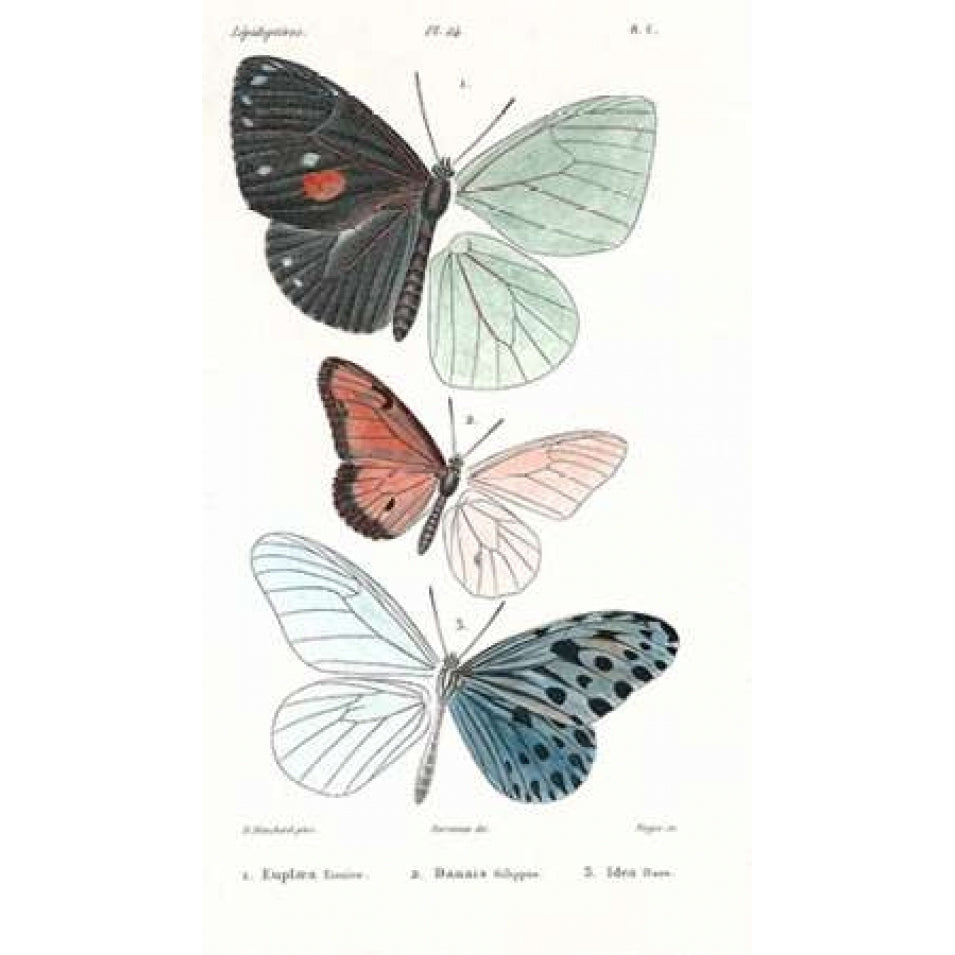 Butterflies Plate 24 Poster Print by Emile Blanchard-VARPDXEB24 Image 2